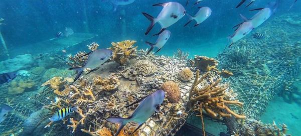 Fish swim over coral nurseries in Corales del Rosario Natio<em></em>nal Park, Colombia.