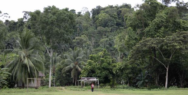 Santa Marta's dense jungle vegetation is home to dozens of plant species co<em></em>ntaining curative properties that are used as medicine in the village. Image by Adam D. Williams.